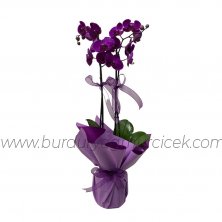çift dallı mor orkide çiçeği