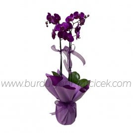  çift dallı mor orkide çiçeğis